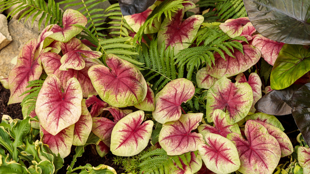 Kaladium 'Lemon Blush' na cienistej rabacie