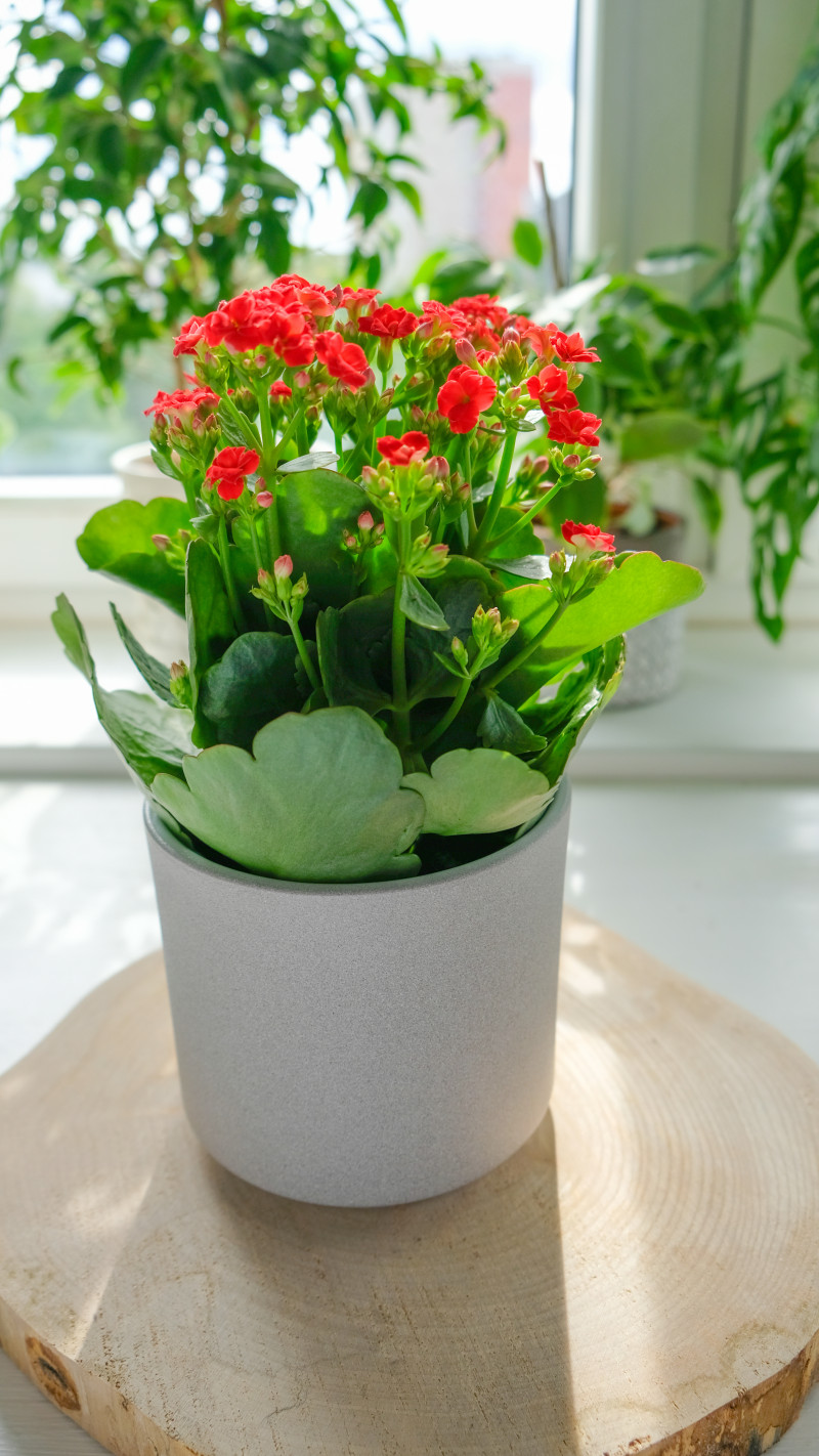 Pięknie kwitnące kalanchoe