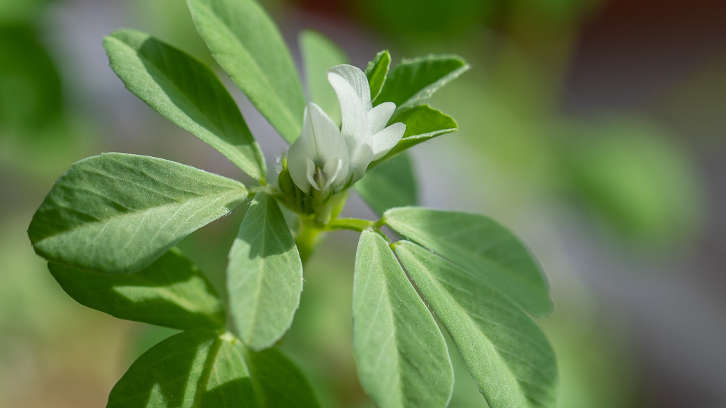 Kozieradka pospolita (Trigonella foenum-graecum) - kwiaty