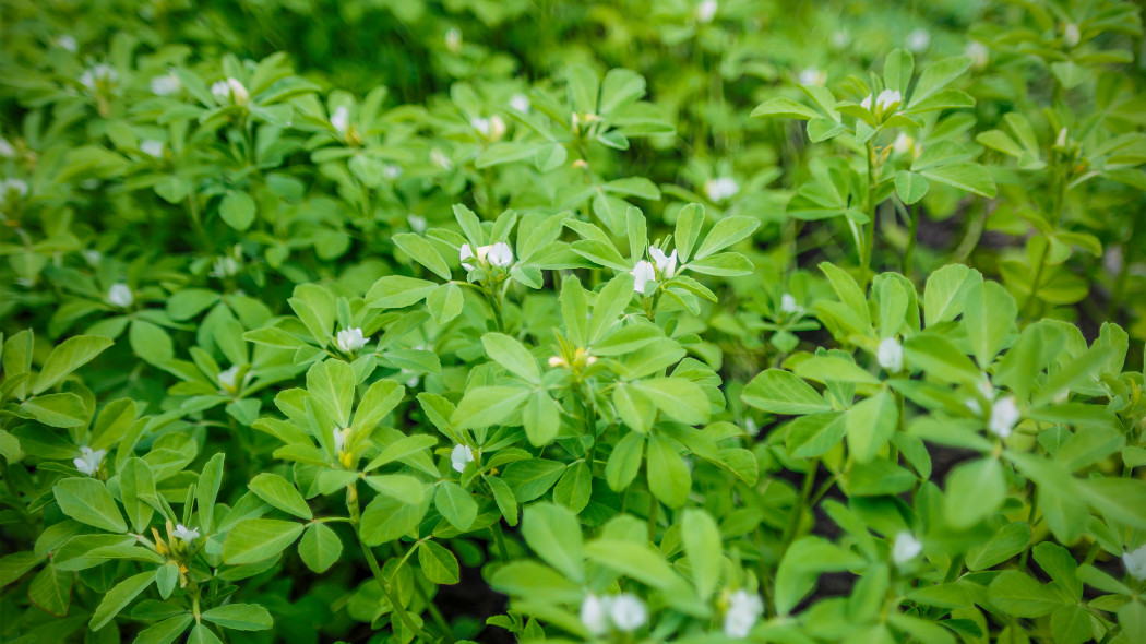 Kozieradka pospolita (Trigonella foenum-graecum) - na rabacie