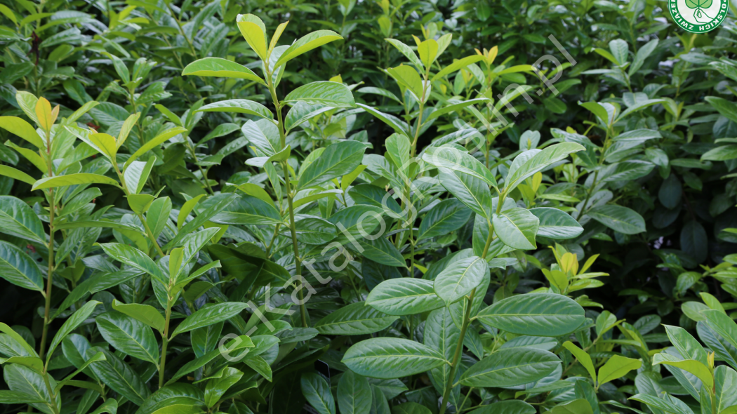 laurowiśnia wschodnia (Prunus laurocerasus) 'Novita'