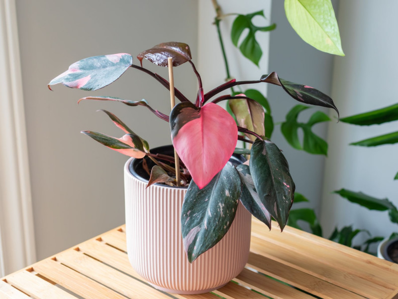 Philodendron erubescens ‘Pink Princess’