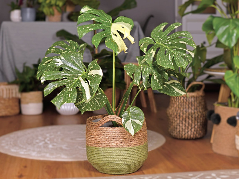 Monstera deliciosa ‘Thai Constellation’