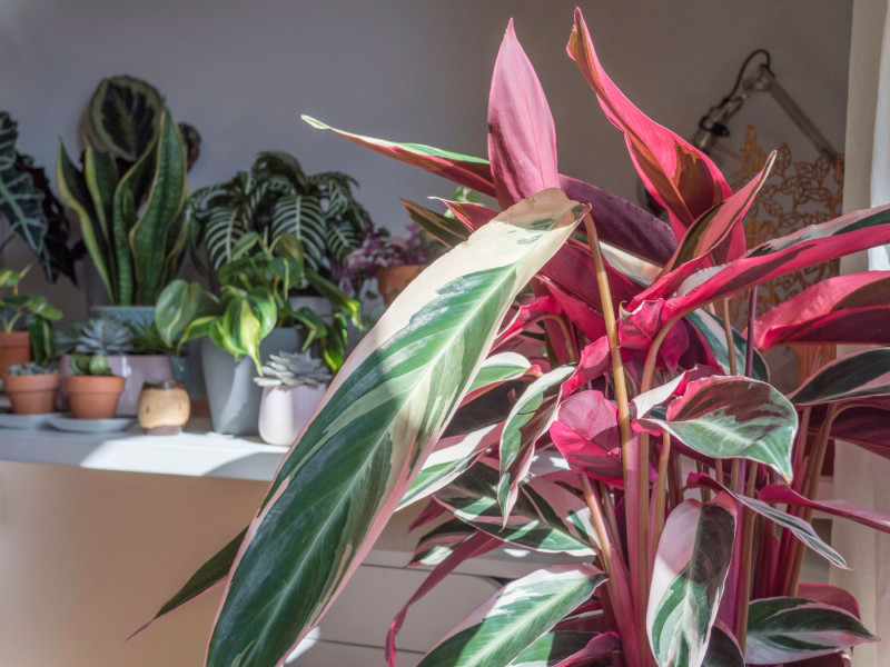 Stromanthe sanguinea ‘Triostar’