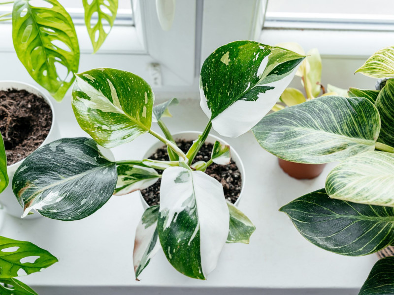 Philodendron erubescens ‘White Princess’