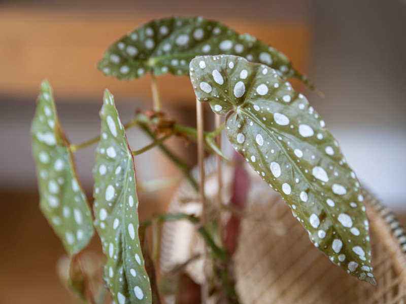 Begonia maculata ‘Wightii’