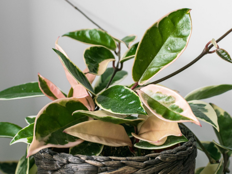 Hoya carnosa 'Krimson Queen'