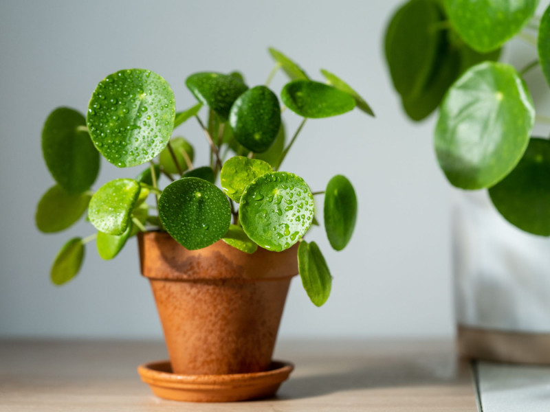 Pilea peperomioides