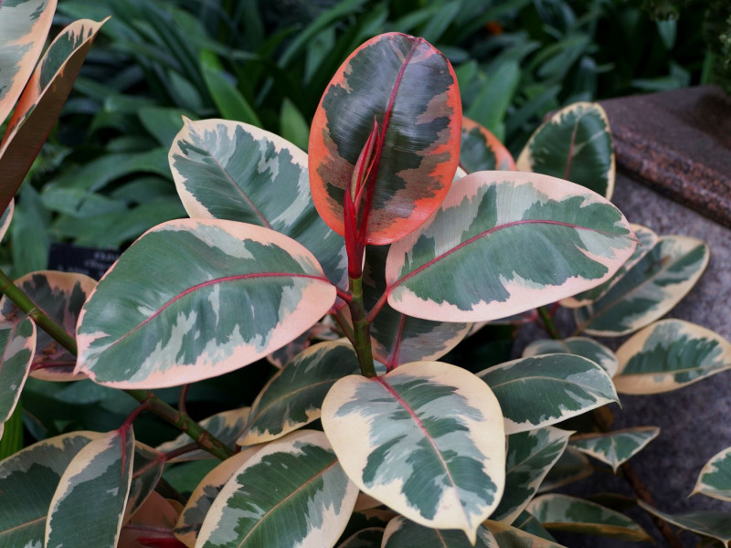 Ficus elastica ‘Ruby’