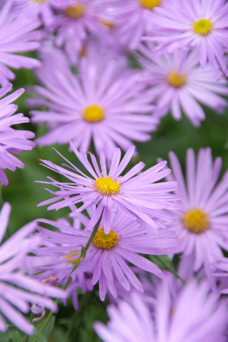 Fioletowa bylina - Aster, marcinek