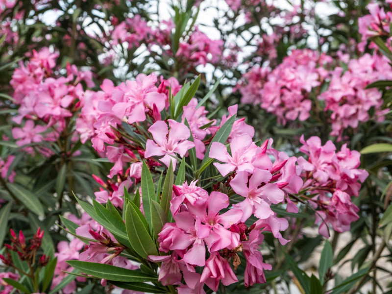 Oleander – piękno o zdradliwej aurze