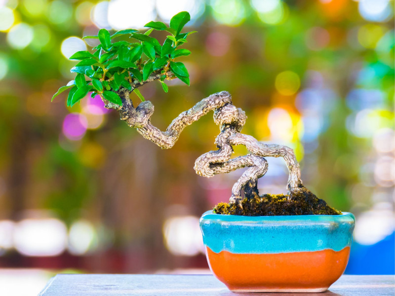 Bonsai – zamknięte możliwości