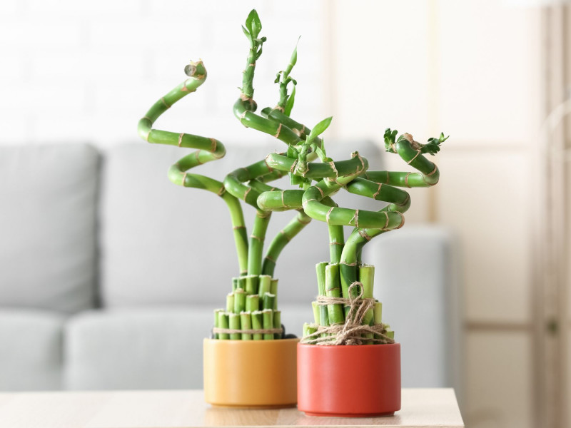 Lucky Bamboo – szczęśliwy bambus, symbol wytrwałości i równowagi