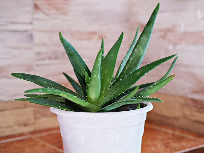 Aloes – zielony uzdrowiciel