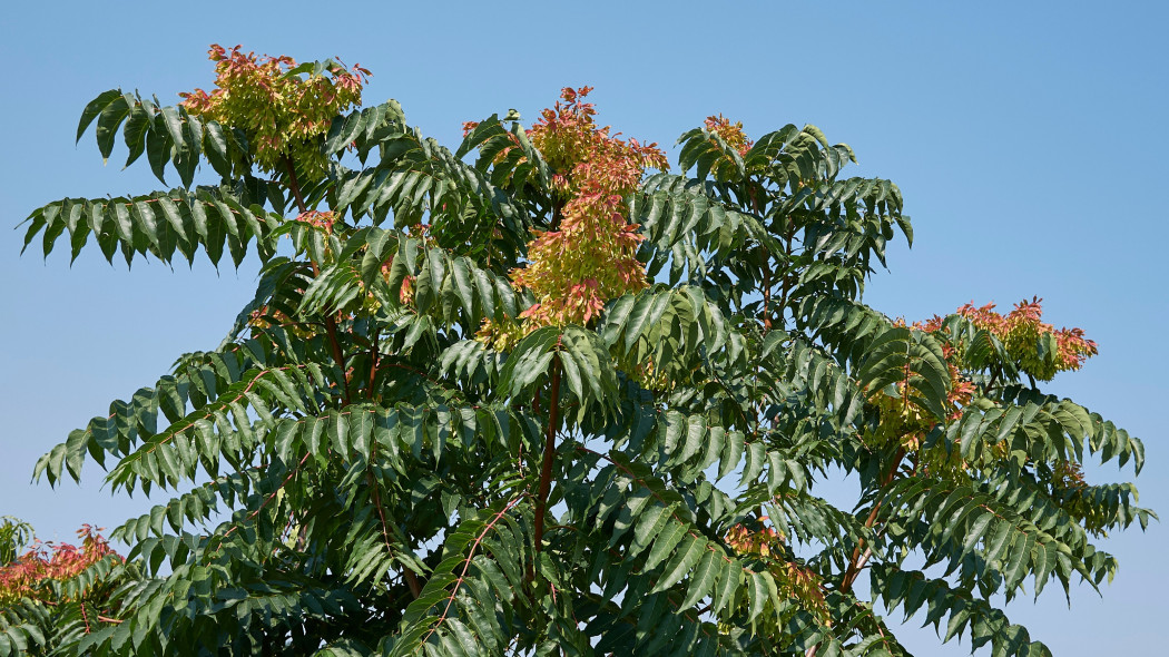 Bożodrzew gruczołowaty (Ailanthus altissima)