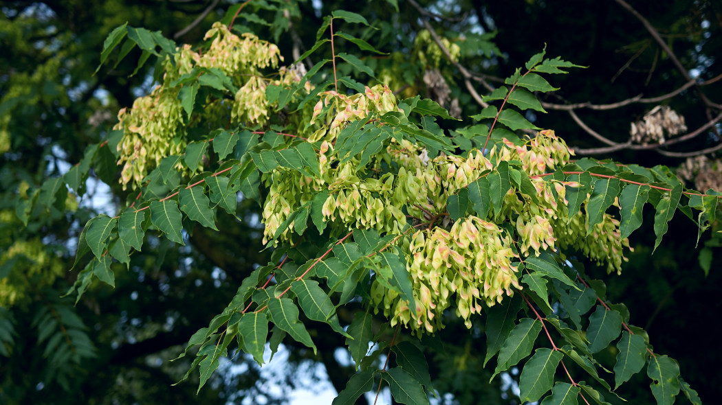 Bożodrzew gruczołowaty (Ailanthus altissima)