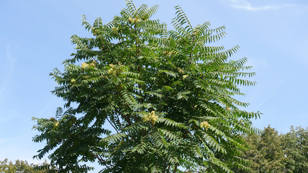 Bożodrzew gruczołowaty (Ailanthus altissima)