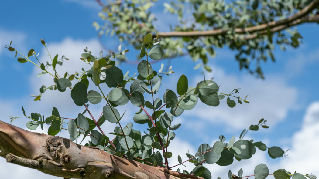 Eukaliptus górski (Eucalyptus gunnii)