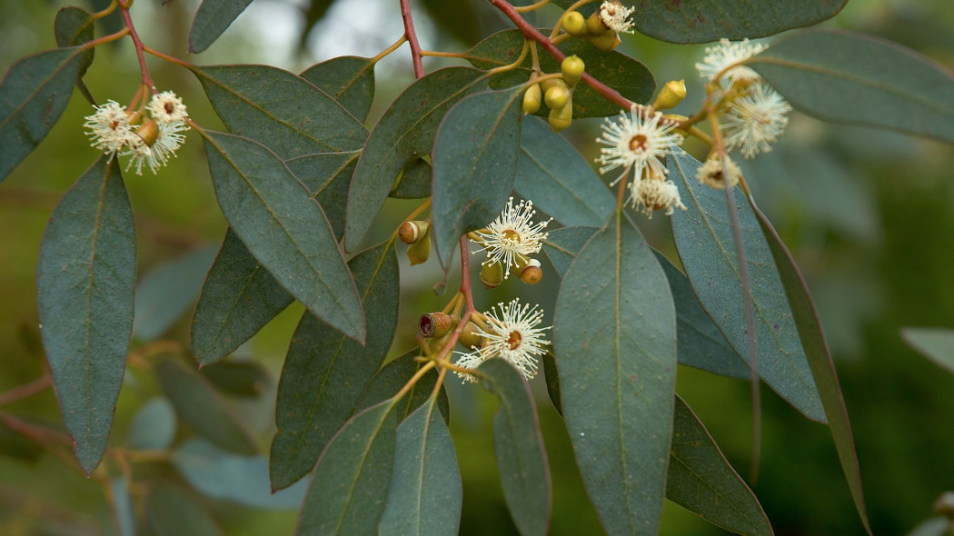 Eukaliptus górski (Eucalyptus gunnii)