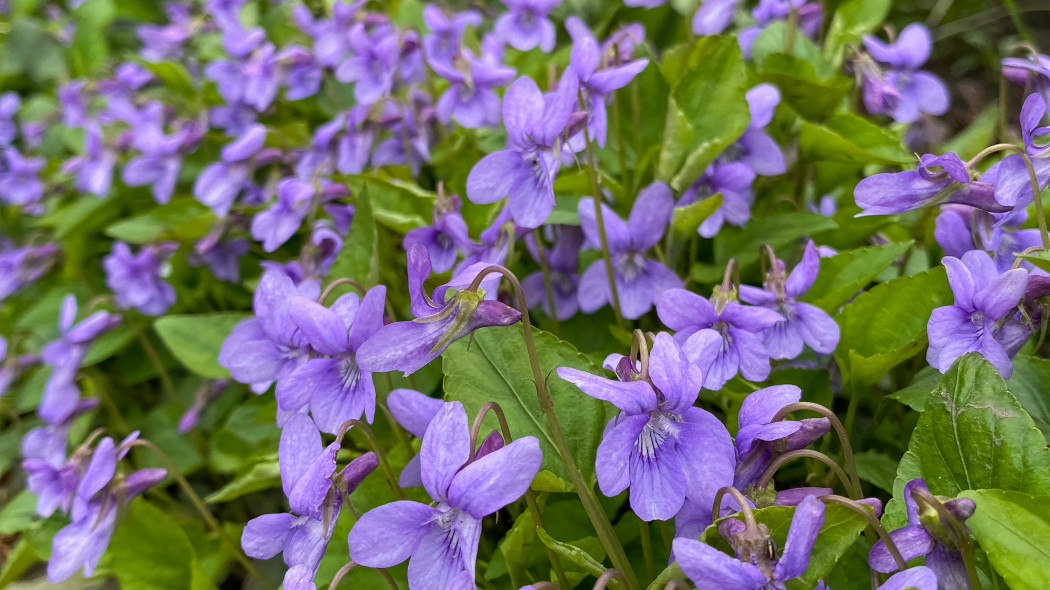 Fiołek motylkowaty (Viola sororia)