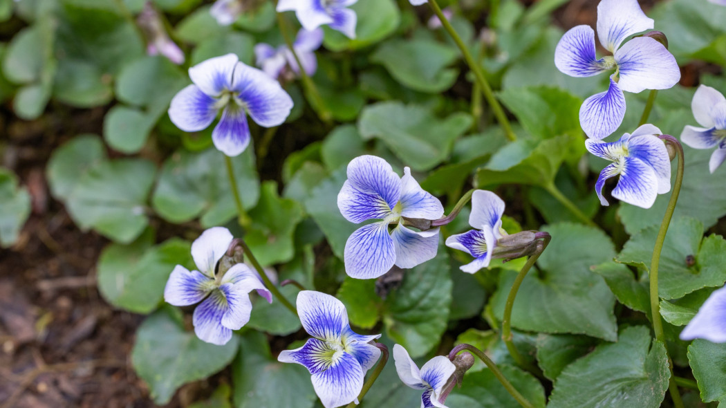 Fiołek motylkowaty (Viola sororia)