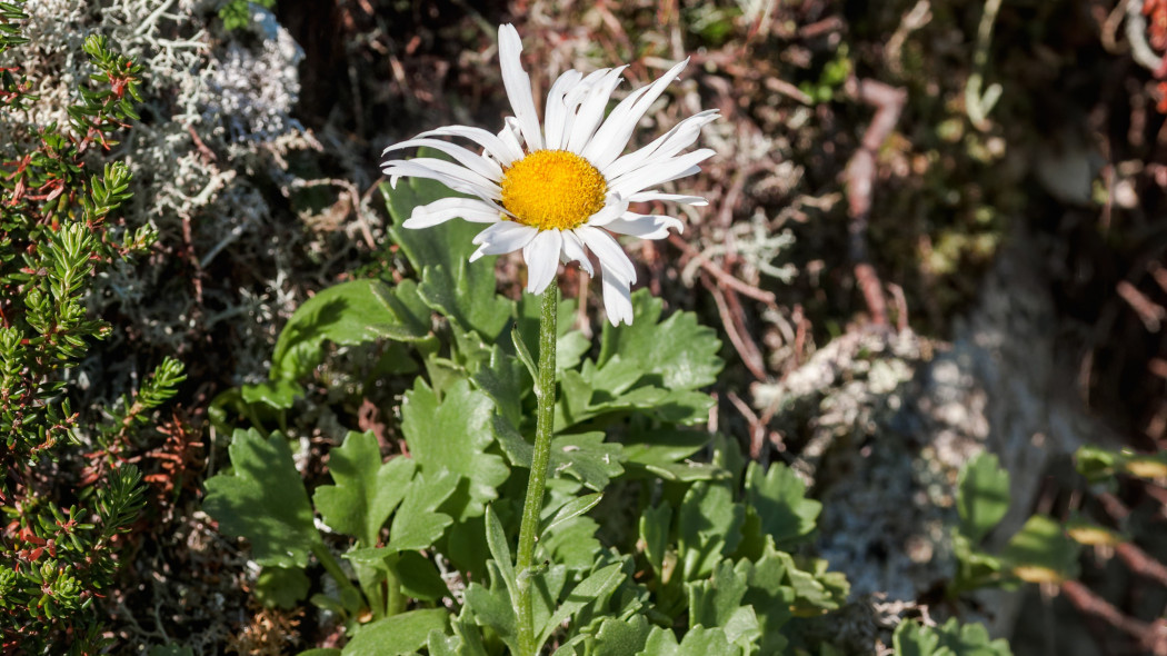 Złocień arktyczny (Chrysanthemum arcticum)