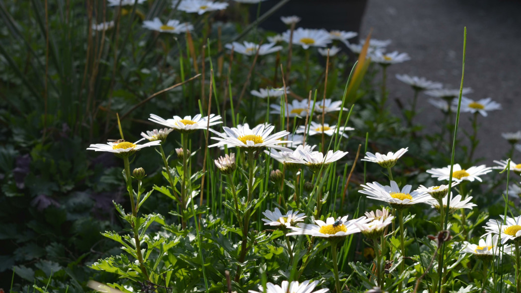 Złocień arktyczny (Chrysanthemum arcticum)