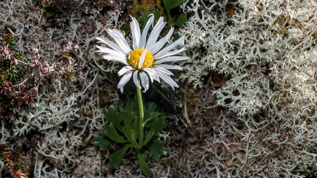 Złocień arktyczny (Chrysanthemum arcticum)