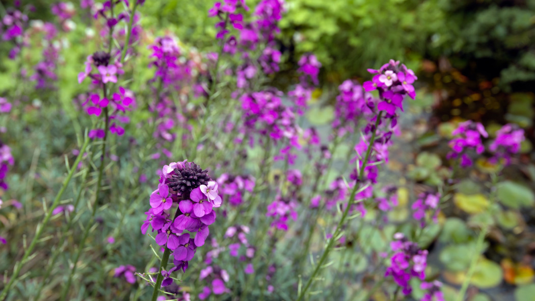 Pszonak lnolistny (Erysimum linifolium) Bowles Mauve