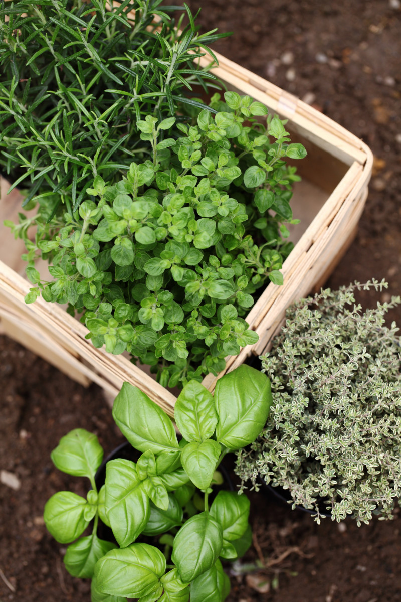 Sekrety ziołowej uprawy - od sadzonki do aromatycznej przyprawy