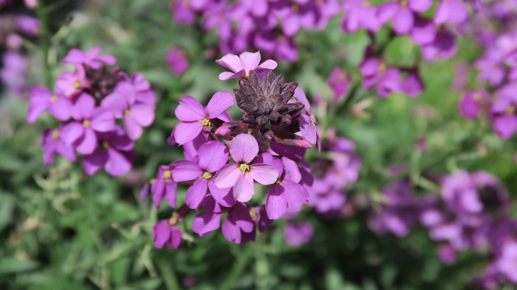 Pszonak lnolistny (Erysimum linifolium) Bowles Mauve