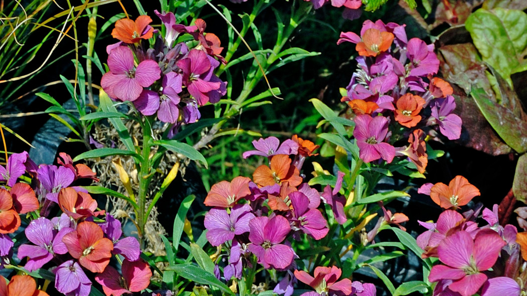 Pszonak lnolistny (Erysimum linifolium) Constant Cheer