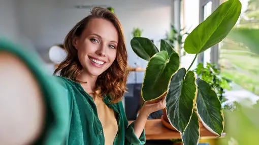 Filodendrony – gwiazdy Instagrama w Twoim domu. Jakie wybrać? Jak dbać?