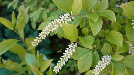Itea wirginijska