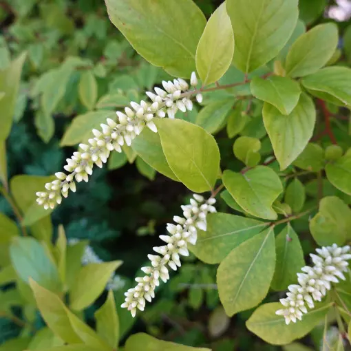 Itea wirginijska