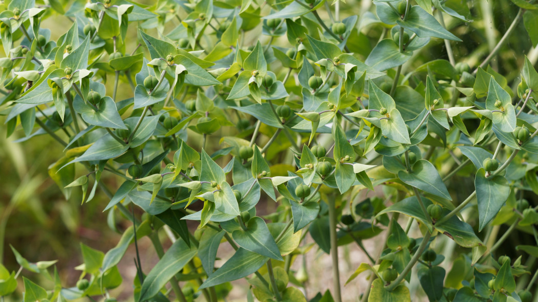 Wilczomlecz groszkowy (Euphorbia lathyris) - w drugim roku uprawy