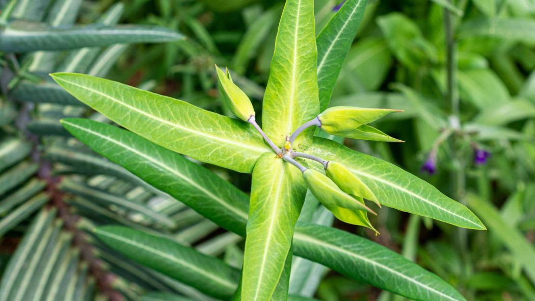 Wilczomlecz groszkowy (Euphorbia lathyris) - kwiaty