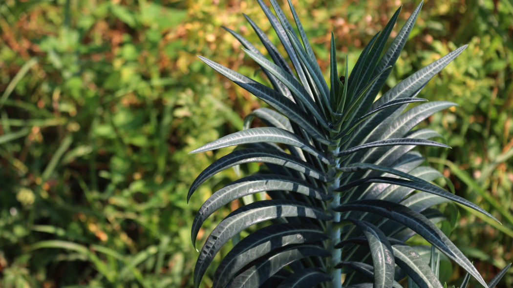 Wilczomlecz groszkowy (Euphorbia lathyris) - w pierwszym roku uprawy