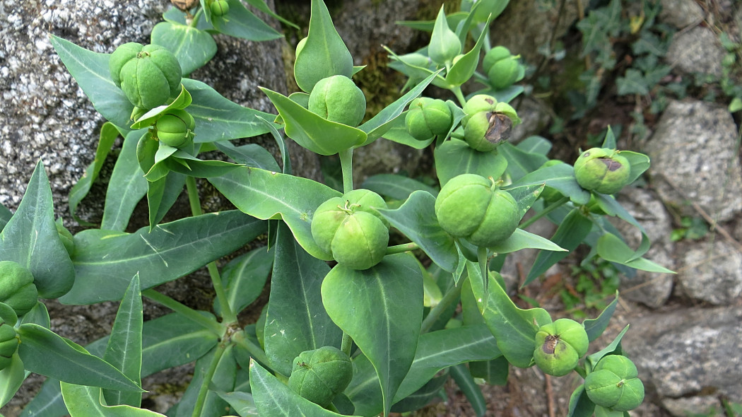 Wilczomlecz groszkowy (Euphorbia lathyris) - groszkowe owoce typu torebka