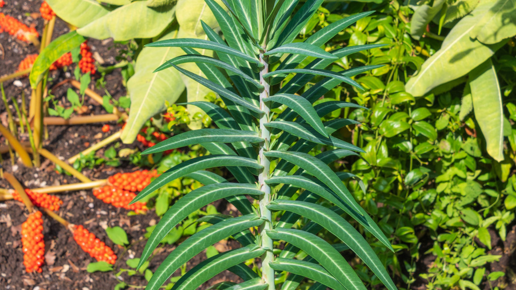 Wilczomlecz groszkowy (Euphorbia lathyris) - w pierwszym roku uprawy