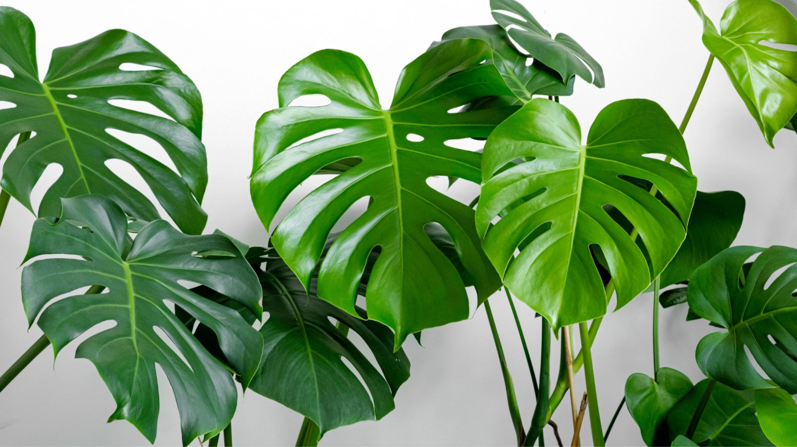 Monstera: niezwyke pncze o dziurawych liciach. Jak j pielgnowa?