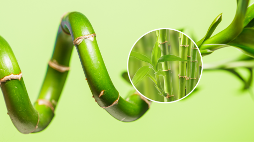 Lucky bamboo | Co lubi szczęśliwy bambus? Jak o niego dbać?