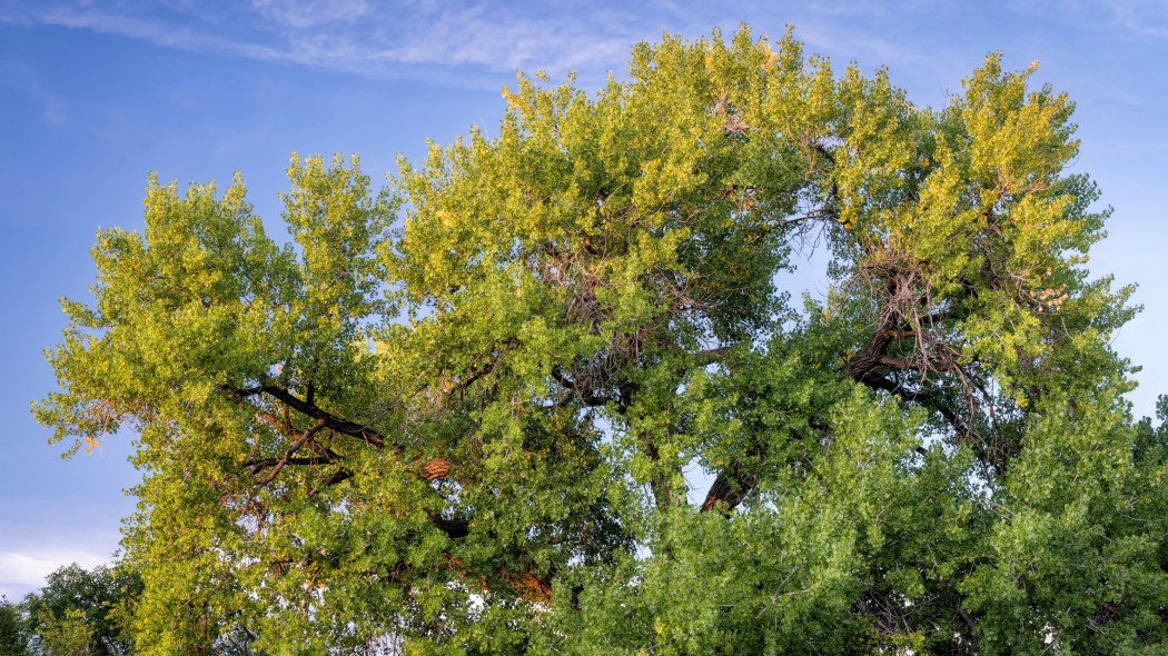 Topola amerykańska (Populus deltoides)