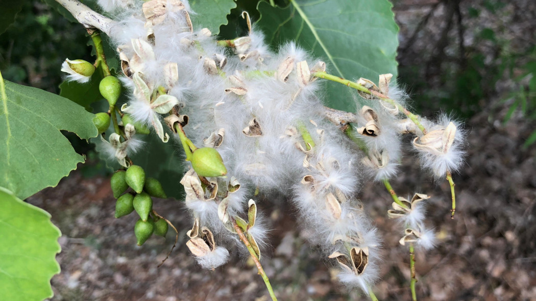 Topola amerykańska (Populus deltoides)