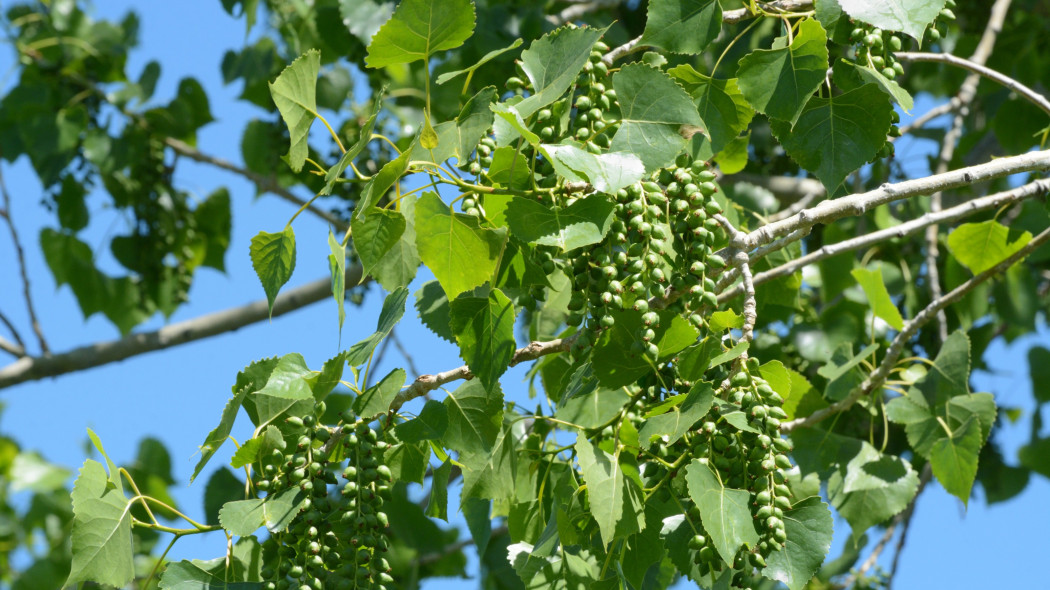 Topola amerykańska (Populus deltoides)