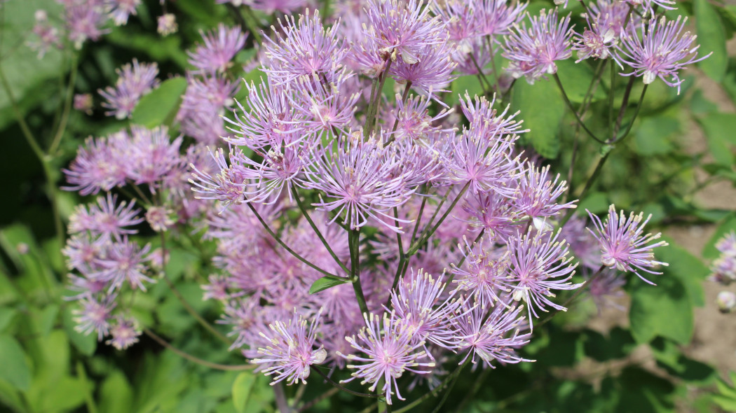 Rutewka orlikolistna (Thalictrum aquilegiifolium)