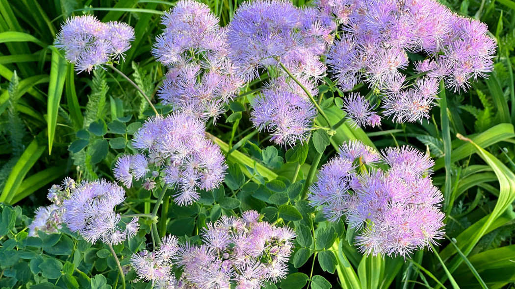 Rutewka orlikolistna (Thalictrum aquilegiifolium)