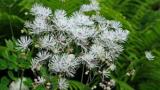 Rutewka orlikolistna