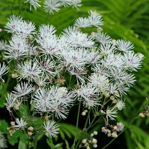 Rutewka orlikolistna