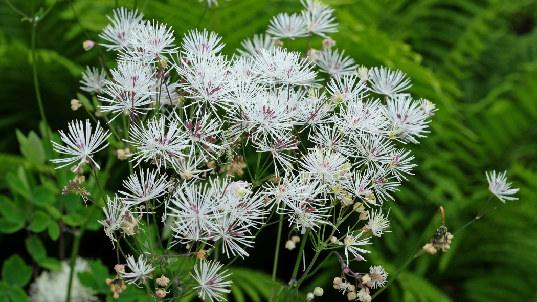 Rutewka orlikolistna (Thalictrum aquilegiifolium)